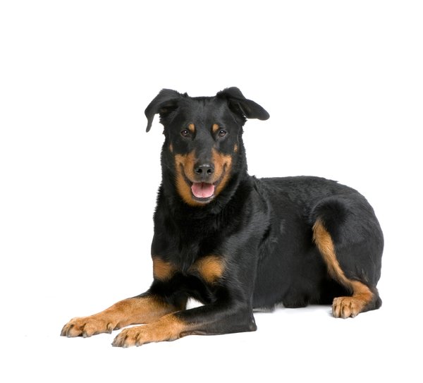 Le beauceron : un chien au caractère fascinant et protecteur