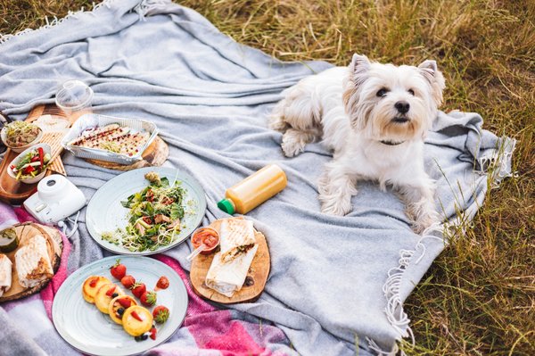 Avis sur dog chef : des repas sains pour chiens gourmets