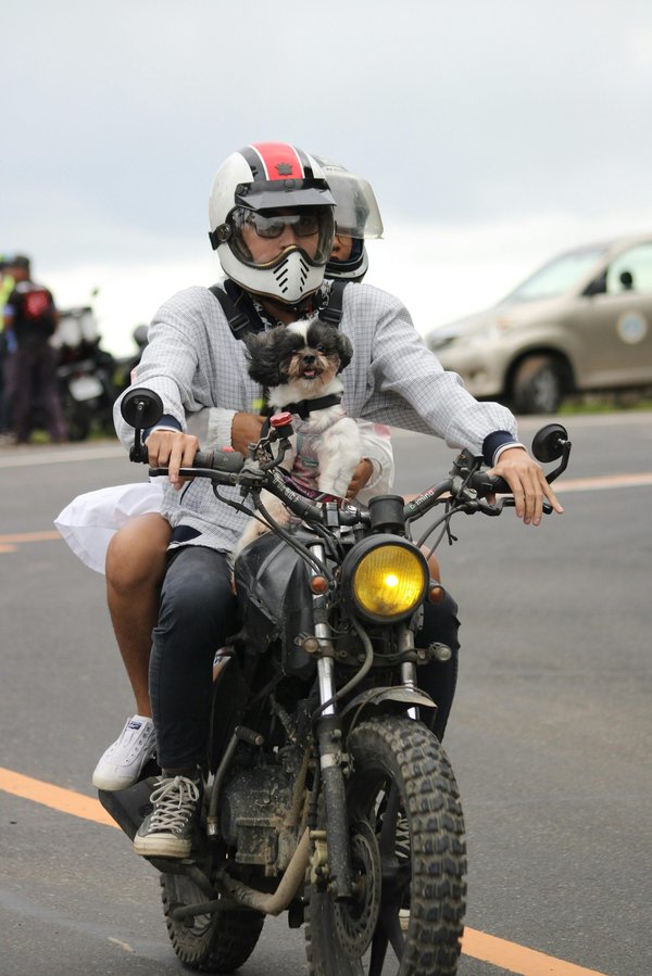 Le casque moto pour chien : confort et sécurité indispensables